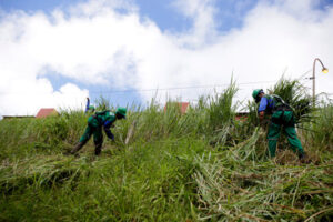 Land Clearing Services
